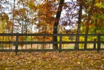 Autumn Fenceline