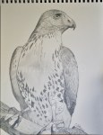 Red Tail Hawk
