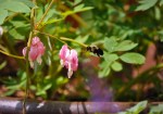 Bumble Bee vs Bleeding&nbsp;Heart