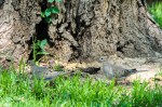 Mourning Dove Couple