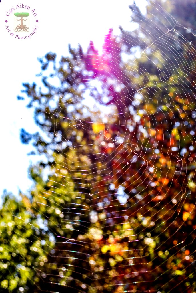 The Web We Weave 
