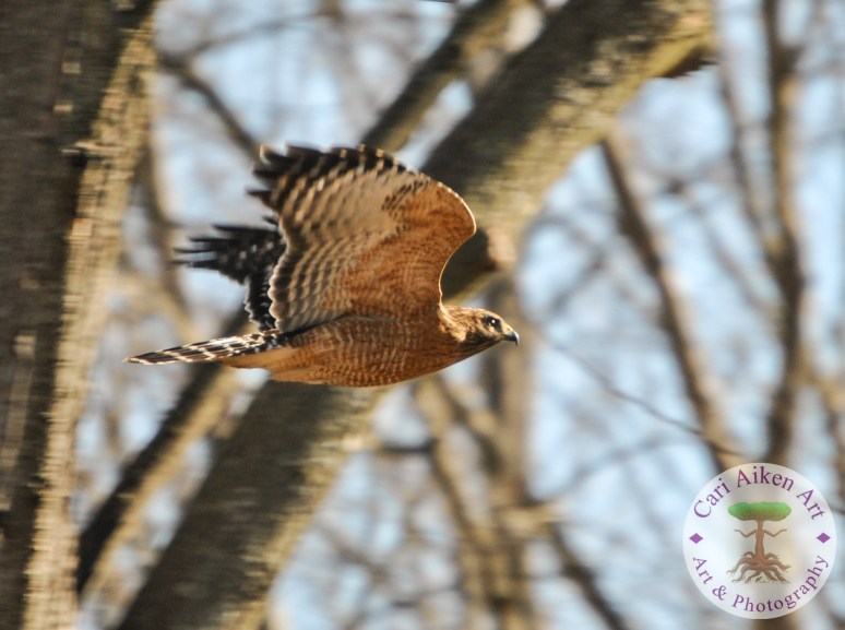 Red Shouldered Hawk 