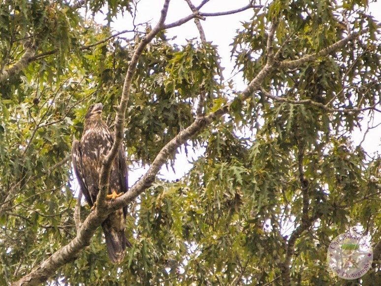 Juvenile Bald Eagle 2