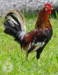 Leghorn Rooster 1&nbsp;WM