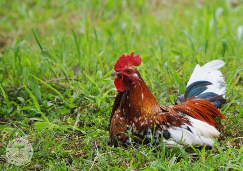 Leghorn Rooster 2 WM