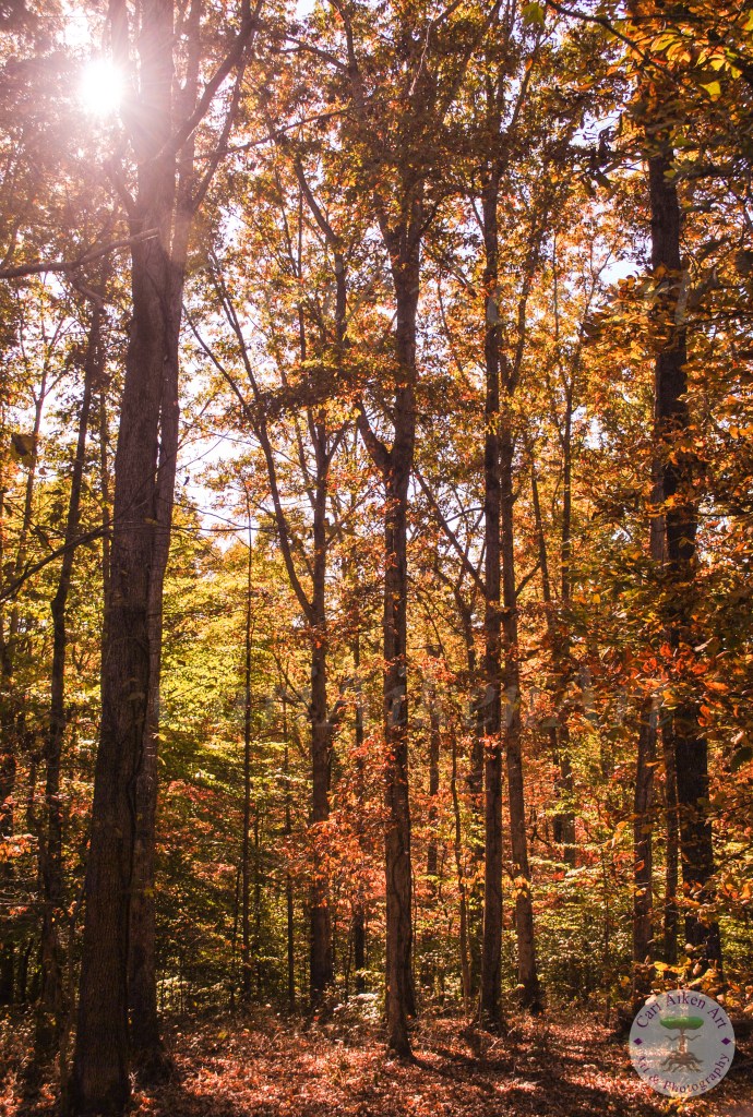 Montgomery Bell Autumn 2 WM