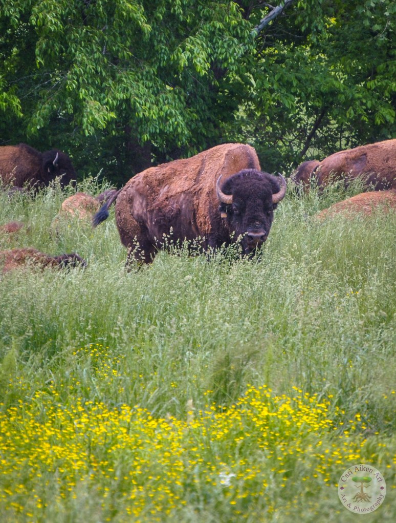 Where the Buffalo Roam WM