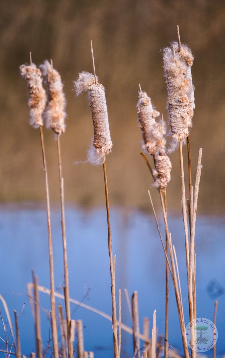 Fluffy Cat Tails WM