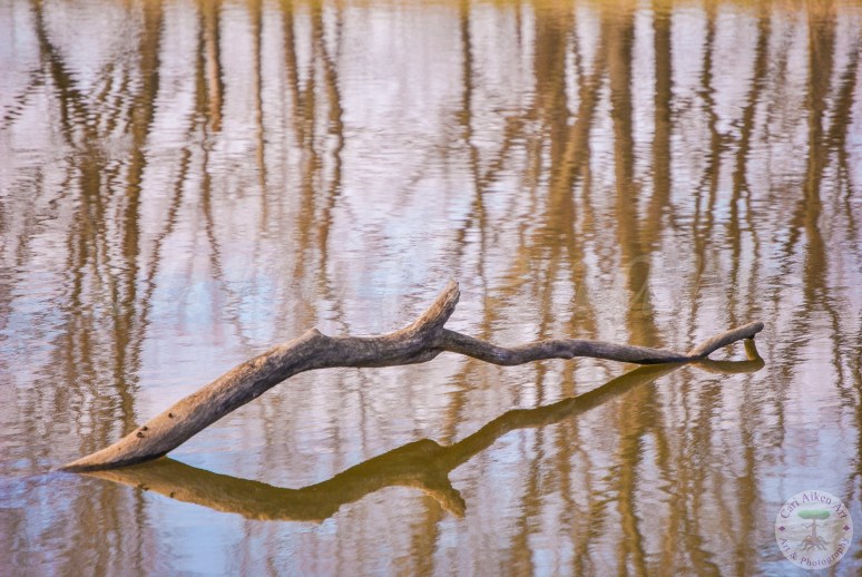 Something is Fishy WM