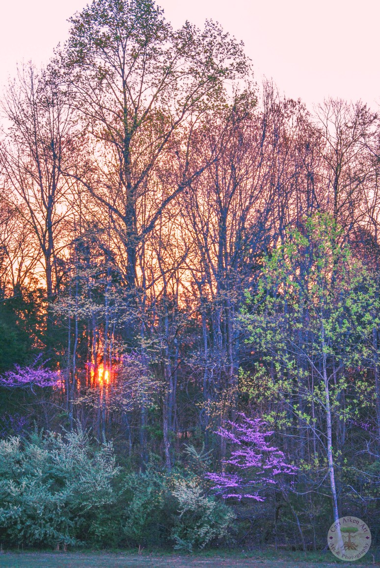 Sunrise Through the Trees 2 WM