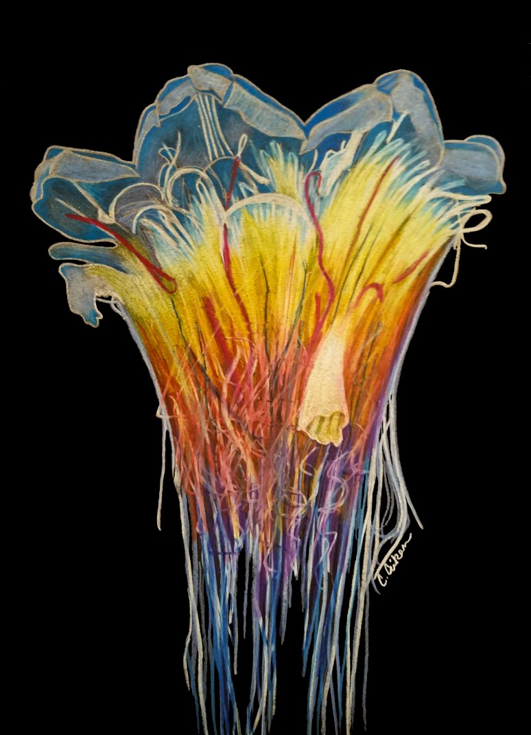 Jellyfish 1 black out